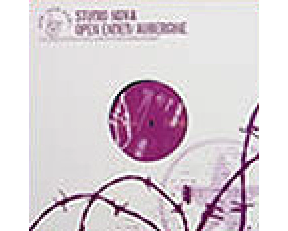 studio nova - open ended