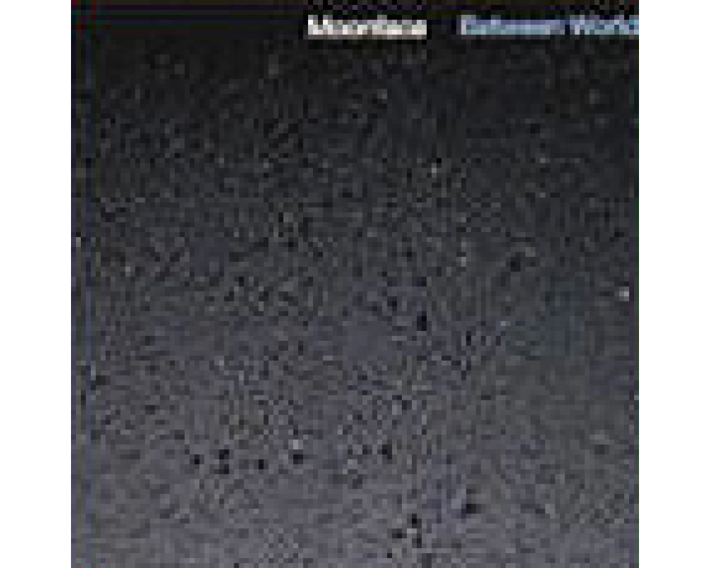 moonface - between worlds