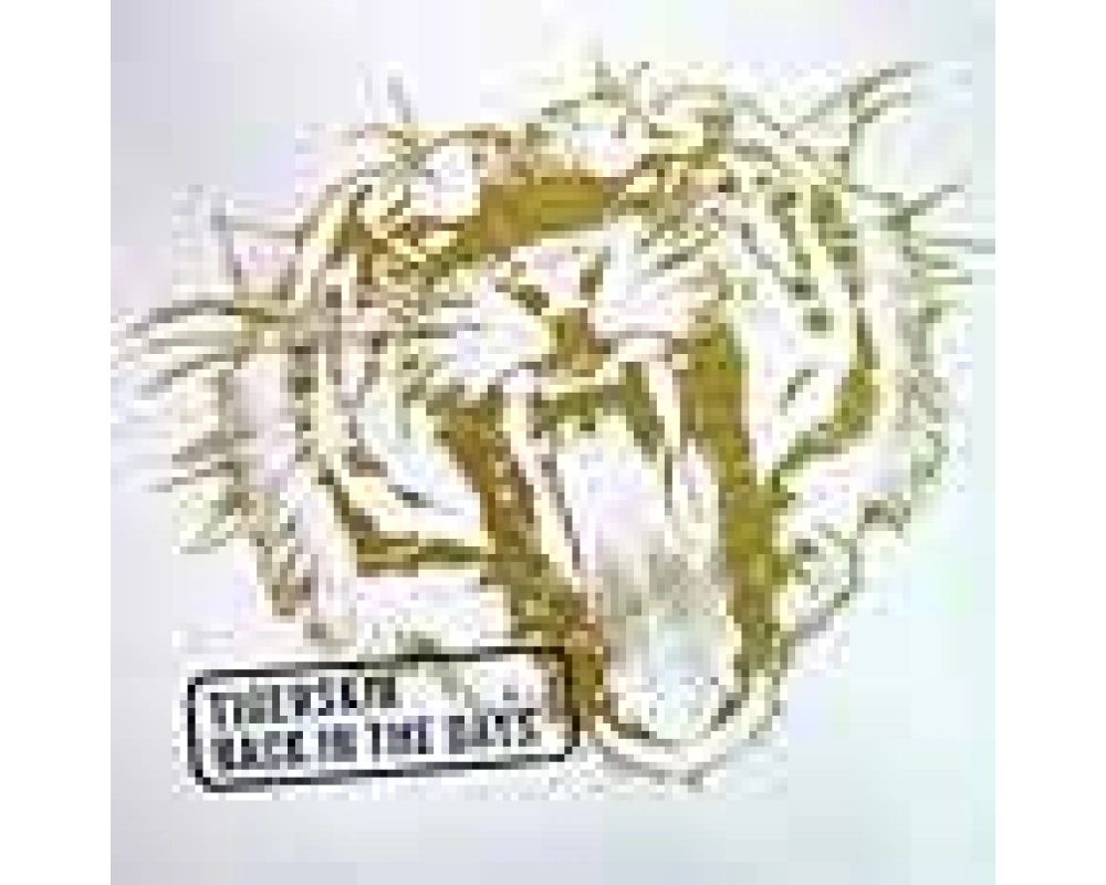 tigerskin - back in the days